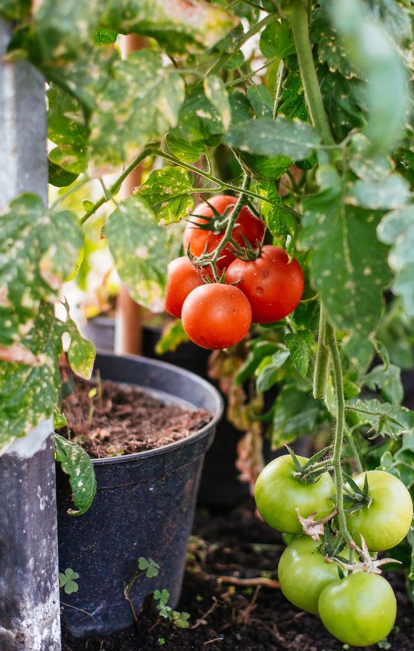 Guide pour choisir la voile d'ombrage idéale pour votre jardin