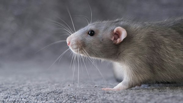 Produits anti rats pour particulier : solutions efficaces à découvrir
